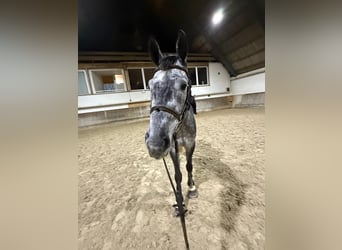 Hanoverian, Gelding, 5 years, 16.1 hh, Grey-Dapple