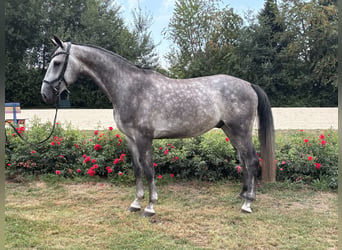 Hanoverian, Gelding, 5 years, 16.1 hh, Grey