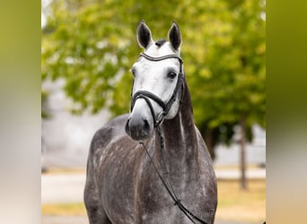 Hanoverian, Gelding, 5 years, 16.1 hh, Grey
