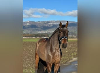 Hanoverian, Gelding, 5 years, 16.1 hh, Smoky-Black