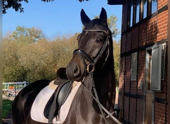 Hanoverian, Gelding, 5 years, 16,1 hh, Smoky-Black