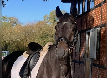 Hanoverian, Gelding, 5 years, 16,1 hh, Smoky-Black