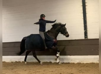 Hanoverian, Gelding, 5 years, 16,1 hh, Smoky-Black