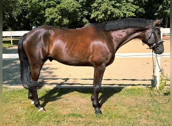 Hanoverian, Gelding, 5 years, 16.1 hh, Smoky-Black