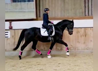 Hanoverian, Gelding, 5 years, 16,1 hh, Smoky-Black