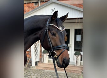 Hanoverian, Gelding, 5 years, 16,1 hh, Smoky-Black