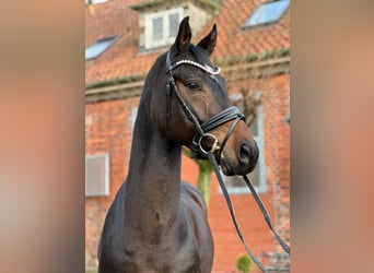 Hanoverian, Gelding, 5 years, 16,1 hh, Smoky-Black