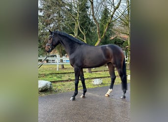 Hanoverian, Gelding, 5 years, 16,1 hh, Smoky-Black