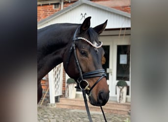 Hanoverian, Gelding, 5 years, 16.1 hh, Smoky-Black