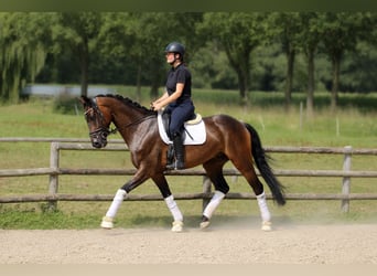 Hanoverian, Gelding, 5 years, 16.2 hh, Bay-Dark