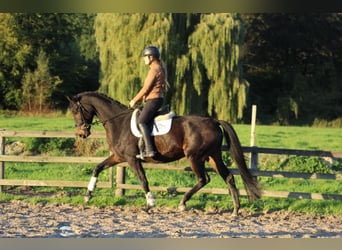Hanoverian, Gelding, 5 years, 16.2 hh, Bay-Dark