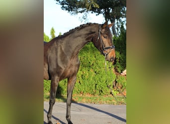 Hanoverian, Gelding, 5 years, 16.2 hh, Bay-Dark