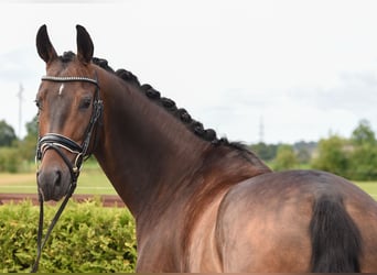 Hannoveraner, Wallach, 5 Jahre, 16,2 hh, Dunkelbrauner