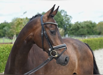 Hannoveraner, Wallach, 5 Jahre, 16,2 hh, Dunkelbrauner