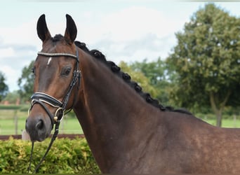 Hannoveraner, Wallach, 5 Jahre, 16,2 hh, Dunkelbrauner