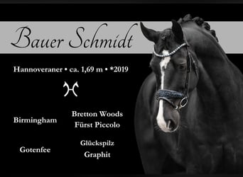 Hanoverian, Gelding, 5 years, 16,2 hh, Black