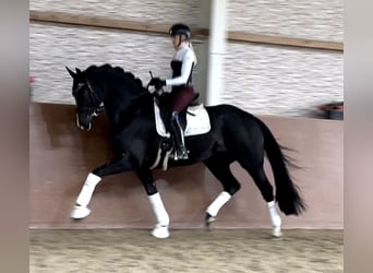 Hanoverian, Gelding, 5 years, 16,2 hh, Black