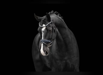 Hanoverian, Gelding, 5 years, 16,2 hh, Black