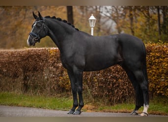 Hanoverian, Gelding, 5 years, 16,2 hh, Black