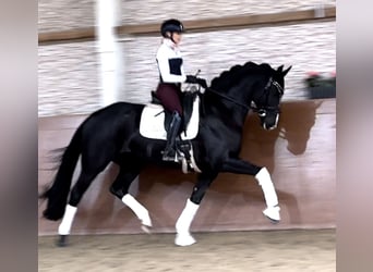 Hanoverian, Gelding, 5 years, 16,2 hh, Black