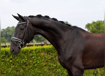 Hanoverian, Gelding, 5 years, 16.2 hh, Black