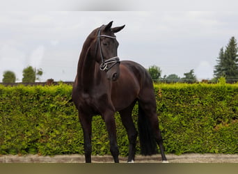 Hanoverian, Gelding, 5 years, 16.2 hh, Black