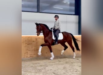 Hanoverian, Gelding, 5 years, 16,2 hh, Brown