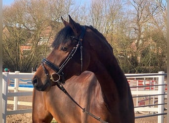 Hanoverian, Gelding, 5 years, 16,2 hh, Brown