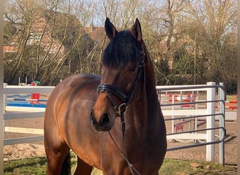 Hanoverian, Gelding, 5 years, 16,2 hh, Brown