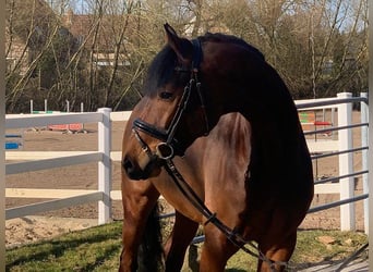 Hanoverian, Gelding, 5 years, 16,2 hh, Brown