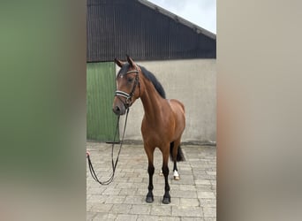 Hanoverian, Gelding, 5 years, 16.2 hh, Brown