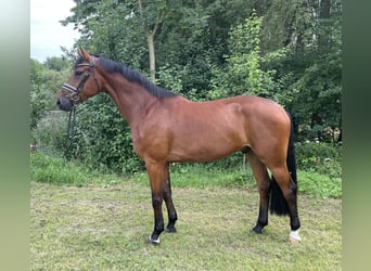 Hanoverian, Gelding, 5 years, 16,2 hh, Brown