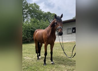 Hanoverian, Gelding, 5 years, 16,2 hh, Brown