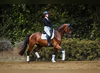 Hanoverian, Gelding, 5 years, 16.2 hh, Brown