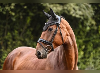 Hanoverian, Gelding, 5 years, 16.2 hh, Brown