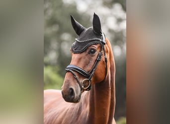 Hanoverian, Gelding, 5 years, 16.2 hh, Brown