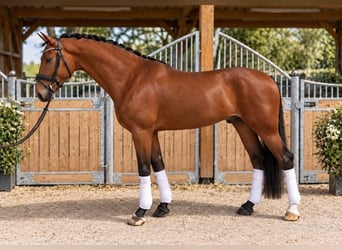 Hanoverian, Gelding, 5 years, 16.2 hh, Brown