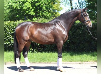 Hanoverian, Gelding, 5 years, 16.2 hh, Brown