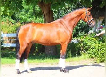 Hanoverian, Gelding, 5 years, 16,2 hh, Brown