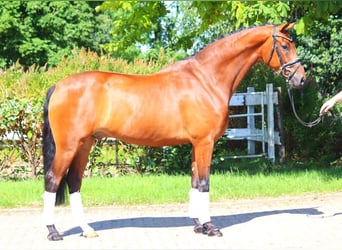 Hanoverian, Gelding, 5 years, 16,2 hh, Brown