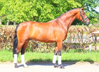 Hanoverian, Gelding, 5 years, 16,2 hh, Brown