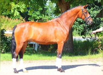 Hanoverian, Gelding, 5 years, 16,2 hh, Brown