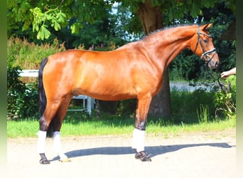 Hanoverian, Gelding, 5 years, 16,2 hh, Brown