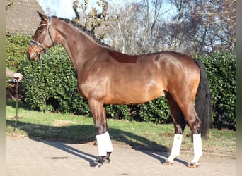 Hanoverian, Gelding, 5 years, 16.2 hh, Brown