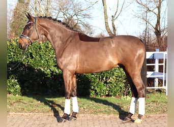 Hanoverian, Gelding, 5 years, 16.2 hh, Brown