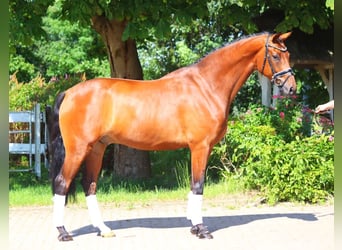 Hanoverian, Gelding, 5 years, 16,2 hh, Brown