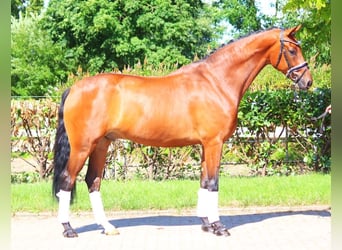 Hanoverian, Gelding, 5 years, 16,2 hh, Brown