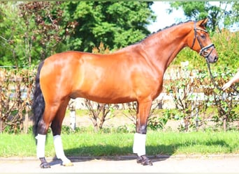 Hanoverian, Gelding, 5 years, 16,2 hh, Brown