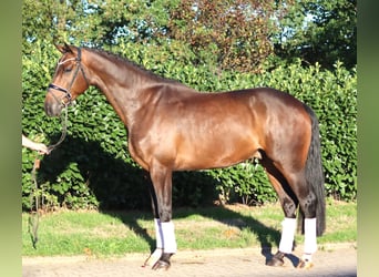 Hanoverian, Gelding, 5 years, 16.2 hh, Brown