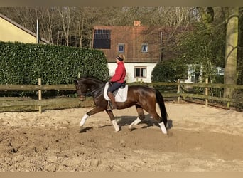 Hanoverian, Gelding, 5 years, 16,2 hh, Brown